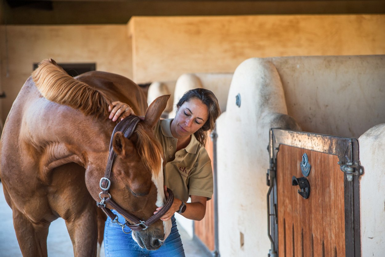 terapia y tratamientos para caballos - fisioterapia equina