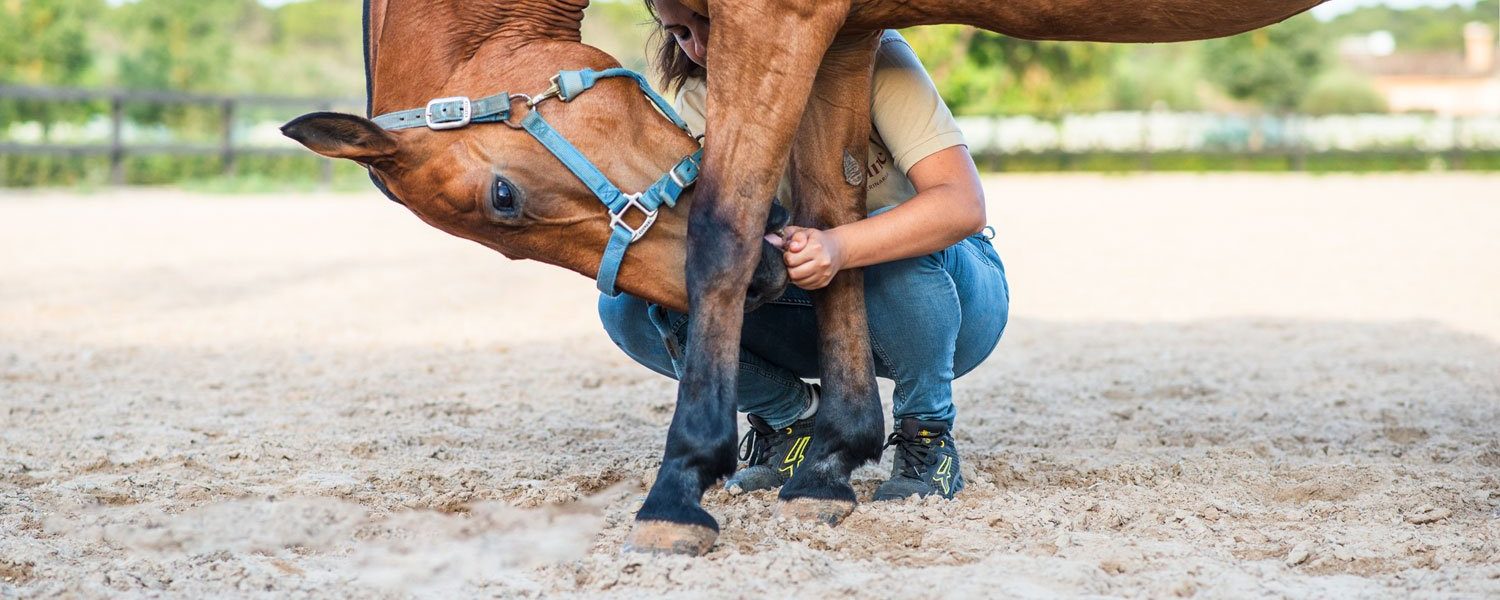 terapia y tratamientos para caballos - fisioterapia equina